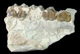 Oreodont (Merycoidodon) Jaw Section - South Dakota #140926-1